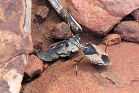 Stink Bug (Poecilometis nigriventris) (Poecilometis nigriventris)